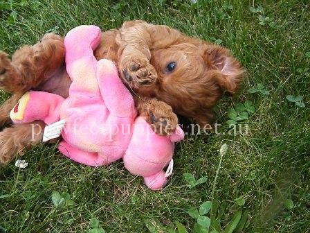 Pawfect Puppies