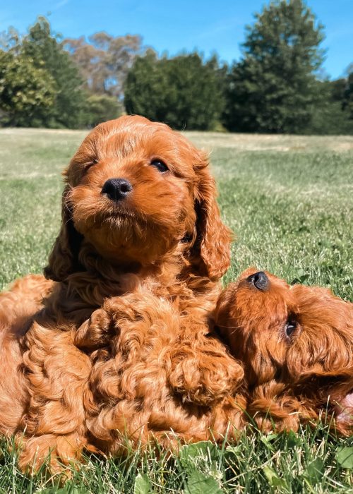 Pawfect-Puppies_Website_01