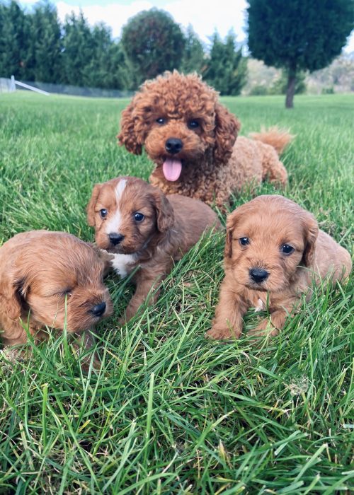 Pawfect-Puppies_Website-About-Us_1828x2560_06