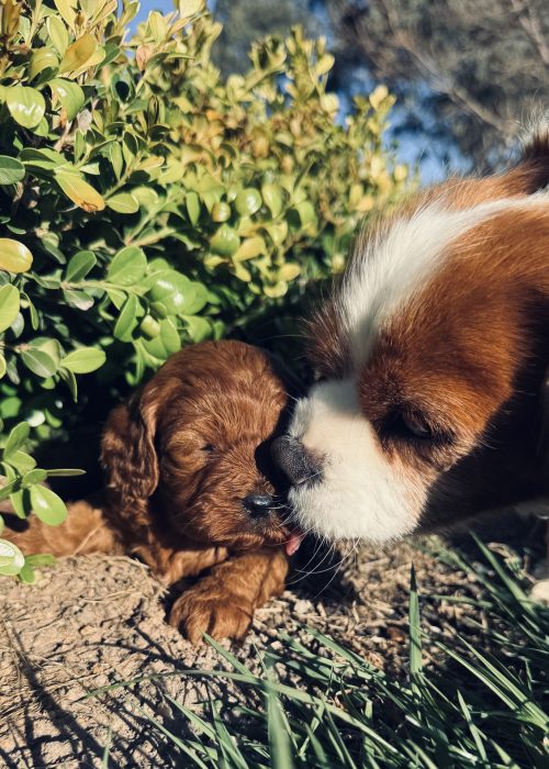 Pawfect-Puppies_Website_02