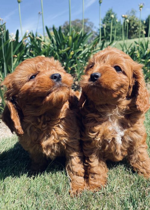 Pawfect-Puppies_Website_03