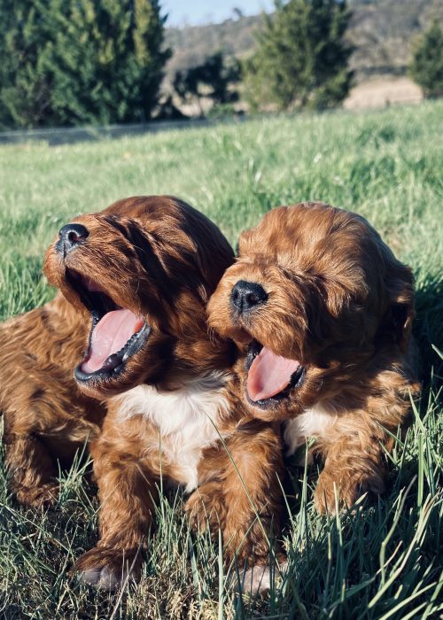 Pawfect-Puppies_Website_05