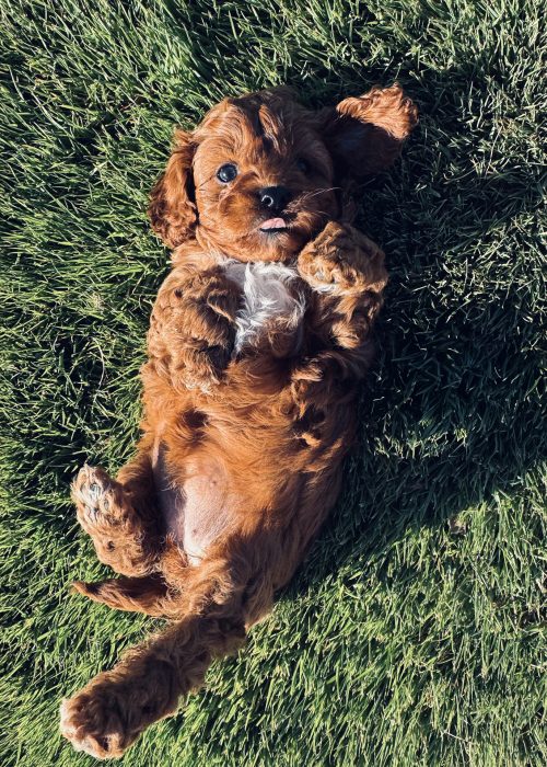 Pawfect-Puppies_Website_06