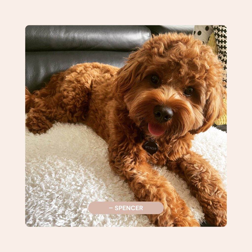 Pawfect Puppies_Website_Testimonials_01.1