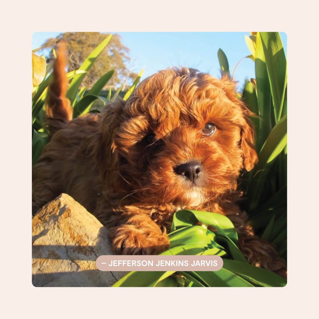 Pawfect Puppies_Website_Testimonials_02.1