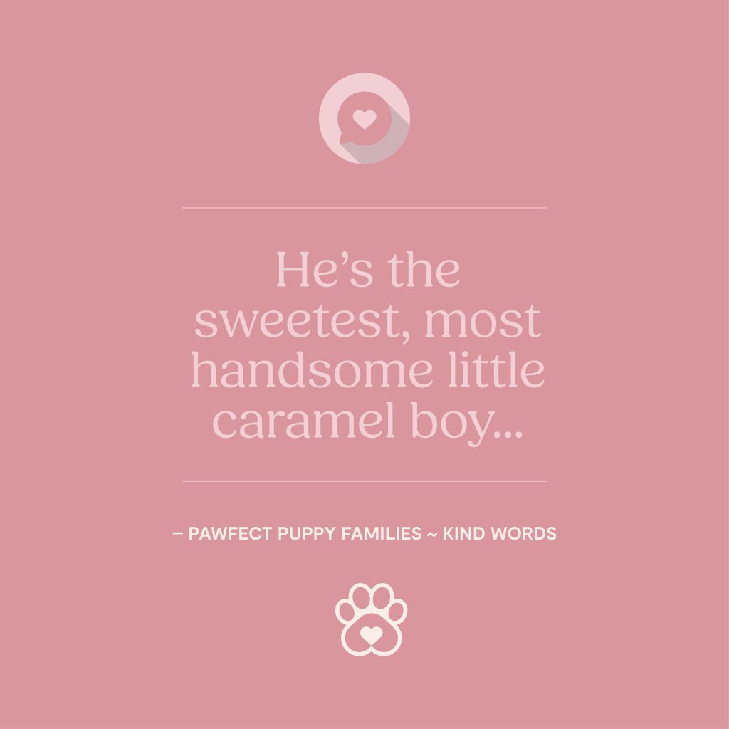 Pawfect Puppies_Website_Testimonials_03