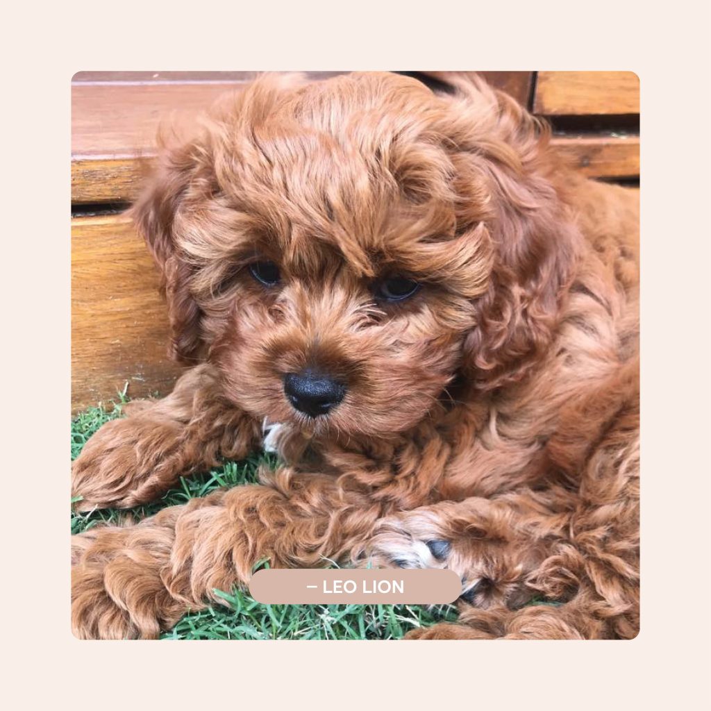 Pawfect Puppies_Website_Testimonials_03.1