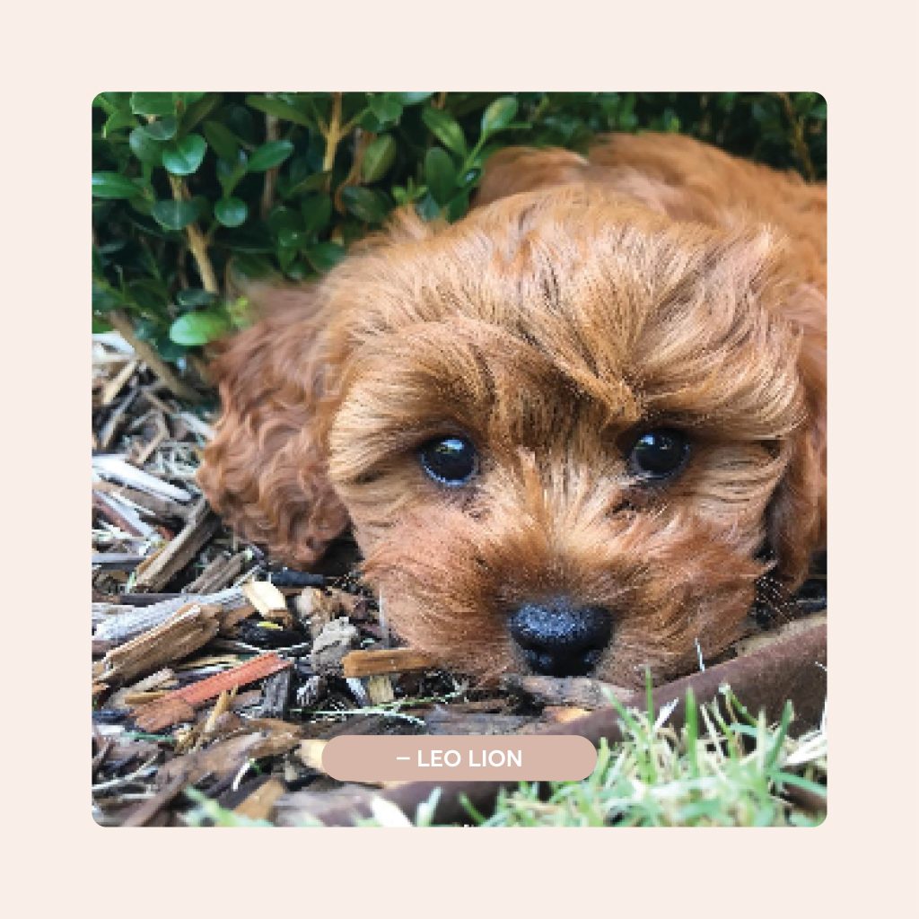 Pawfect Puppies_Website_Testimonials_03.2