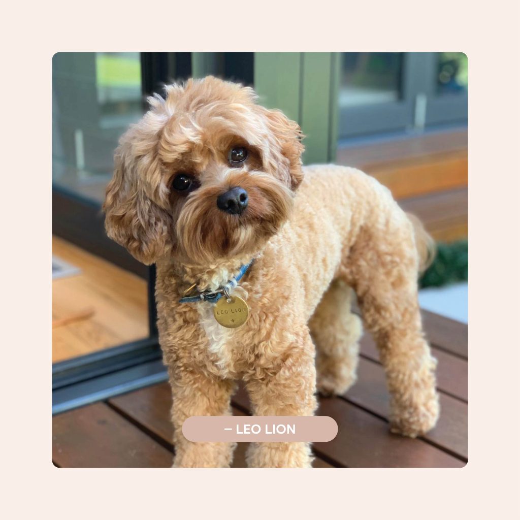 Pawfect Puppies_Website_Testimonials_03.3