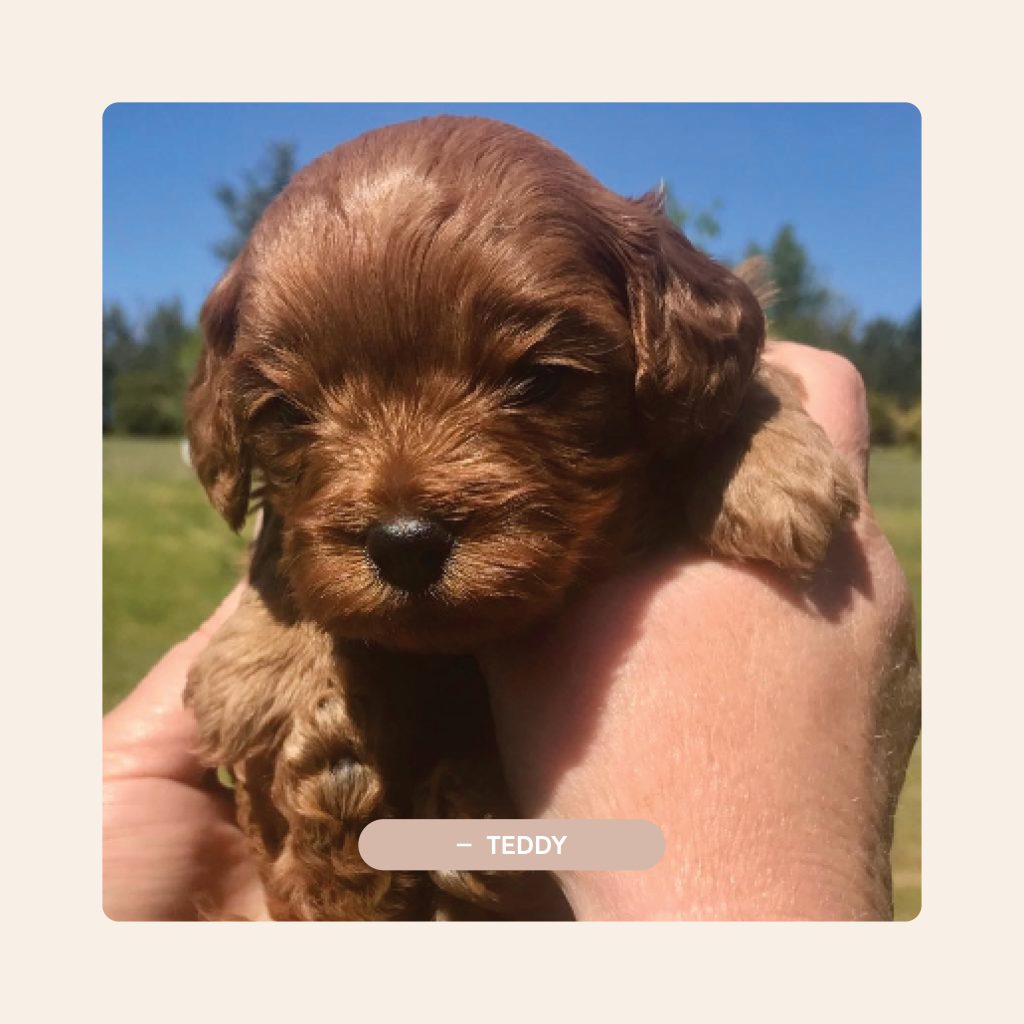 Pawfect Puppies_Website_Testimonials_04.1