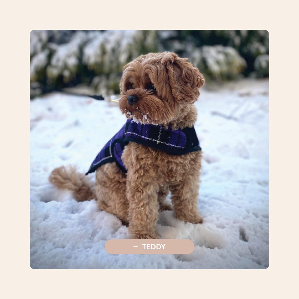 Pawfect Puppies_Website_Testimonials_04.2