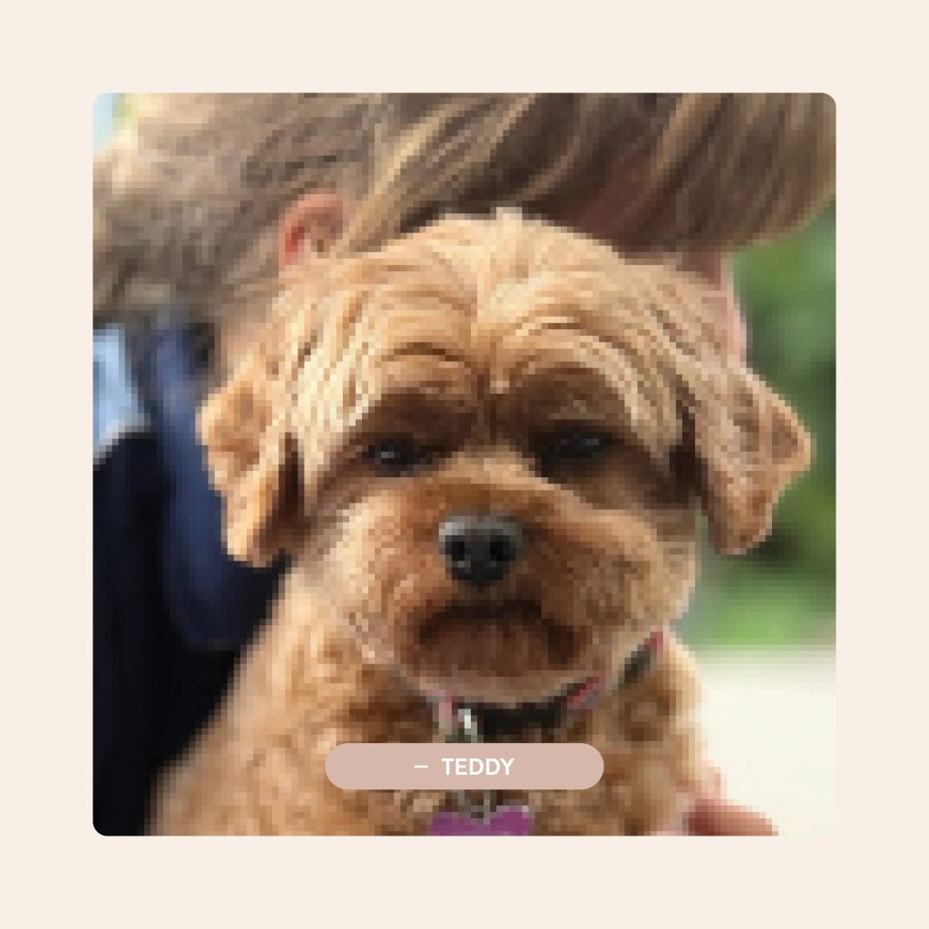 Pawfect Puppies_Website_Testimonials_04.3