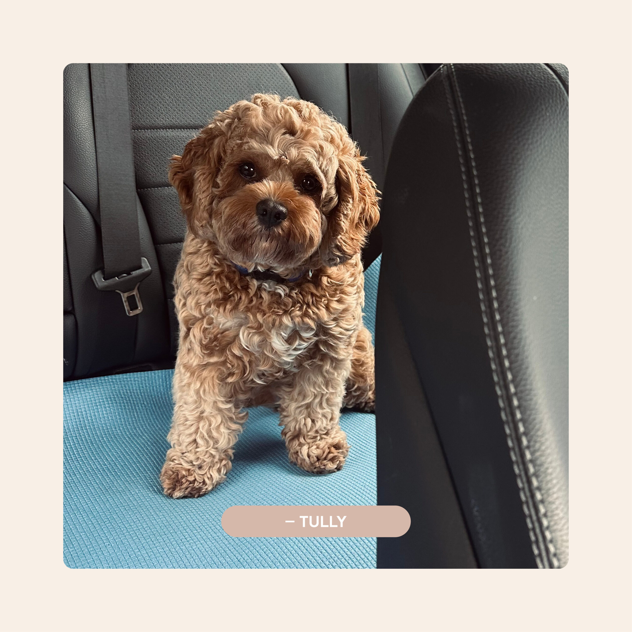 Pawfect Puppies_Website_Testimonials_05.1